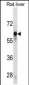 SERPINC1 Antibody
